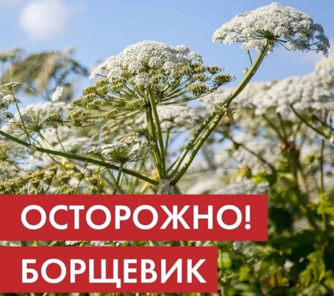 О необходимости борьбы с борщевиком Сосновского и мерах ответственности.