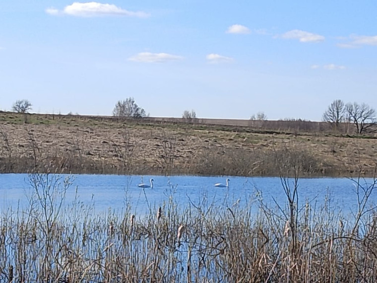 В д. Кульмеж на дальней плотине были замечены белые лебеди. В д. Кульмеж на дальней плотине были замечены белые лебеди.